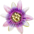 Passion flower